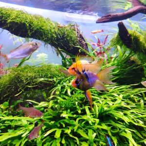 cá phượng hoàng ngũ sắc