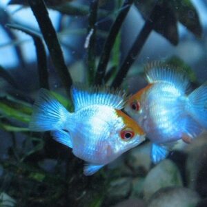 cá phượng hoàn lam