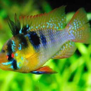 phượng hoàng ngũ sắc