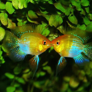 phượng hoàng ngũ sắc