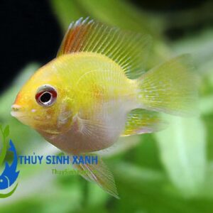 phượng hoàng vàng