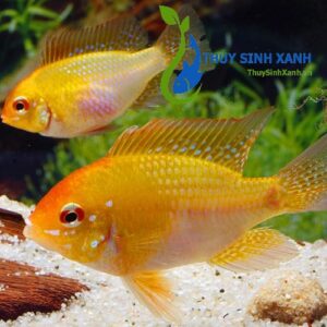 cá phượng hoàng vàng