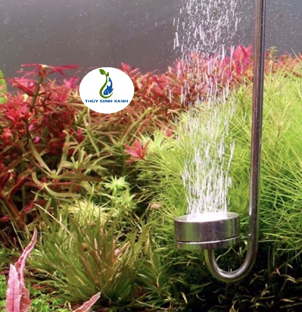 coc-sui-co2-mufan-30cm cốc sủi inox co2 mufan