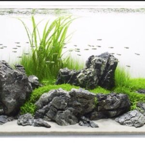 da-kep-kem-thuy-sinh