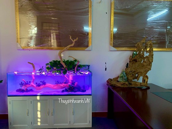 ho-thuy-sinh-lon-mau-001-1