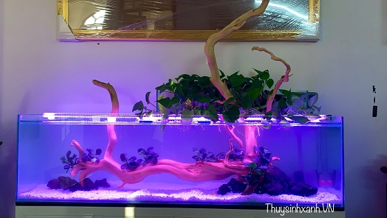 ho-thuy-sinh-lon-mau-001-2