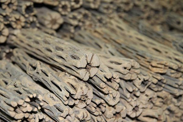 lua-cholla-nuoi-tep-canh-1