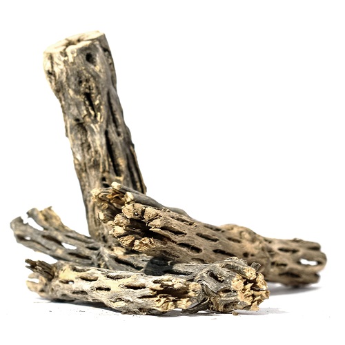 lua-cholla-nuoi-tep-canh-2