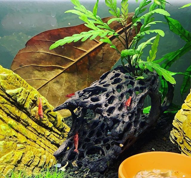 lua-cholla-nuoi-tep-canh-3