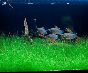 cỏ ngưu mao chiên