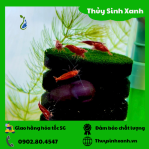 tep do thuy sinh
