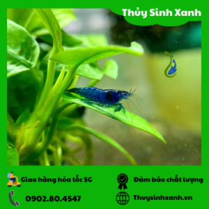 tep xanh blue