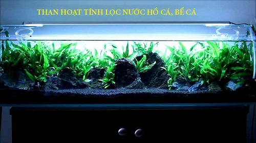 than-hoat-tinh-loc-be-ca