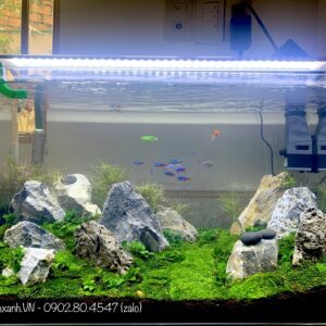 bể cá thuỷ sinh mini để bàn