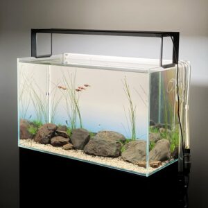 Hồ kính siêu trong