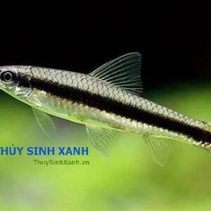 cá bút chì vệ sinh hồ cá