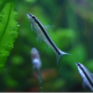 cá bút chì vệ sinh hồ thuỷ sinh