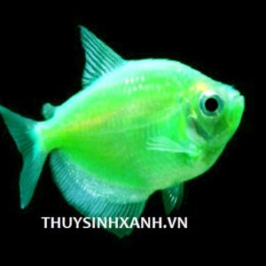 cá cánh buồm dạ quang