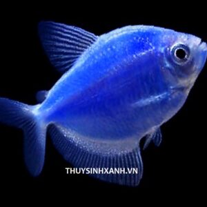 cá buồm màu xanh thuỷ sinh