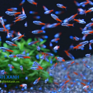 cá neon thuỷ sinh bơi theo đàn