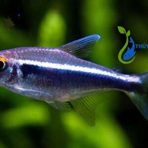 cá neon đen chuyên nuôi hồ thuỷ sinh