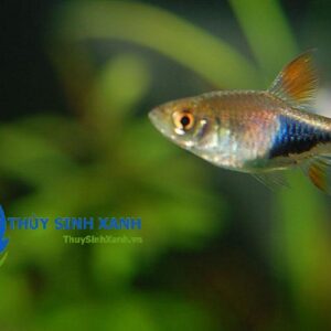 cá thuỷ sinh tam giác bơi theo đàn