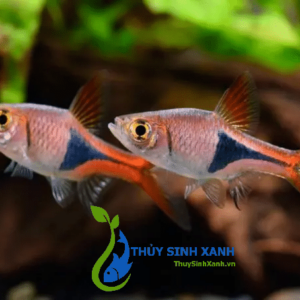 cá tam giác bơi theo đàn