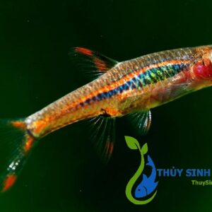 cá thuỷ sinh bơi theo đàn