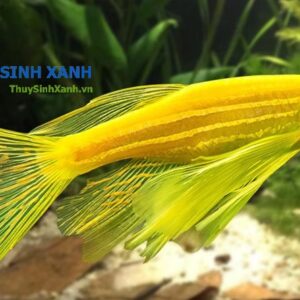 cá sọc ngựa cánh tiên thuỷ sinh