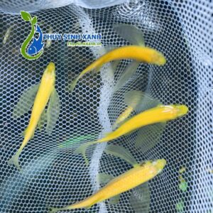 cá sọc ngựa cánh tiên màu vàng