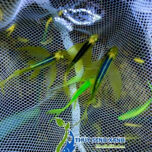 sọc ngựa cánh tiên màu tím