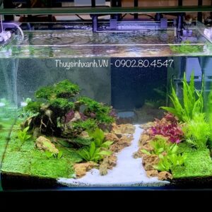 hồ cá thuỷ sinh đẹp