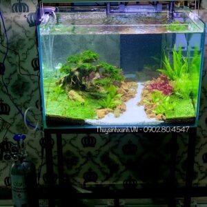 bể cá thuỷ sinh mini đẹp