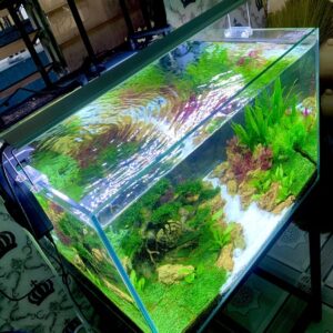 hồ thuỷ sinh bố cục bonsai