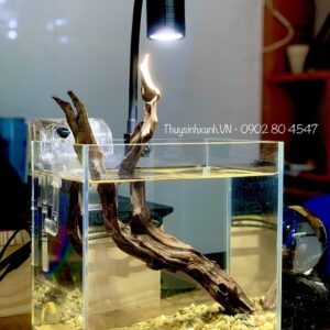 đèn rọi thuỷ sinh