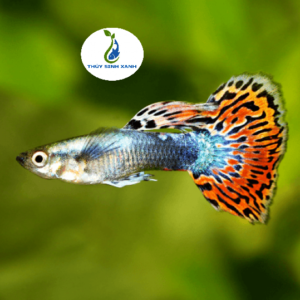 cá bảy màu rồng