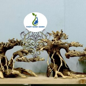 Cây bonsai thủy sinh