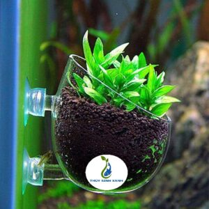 cố trồng cây dán lên thành hồ