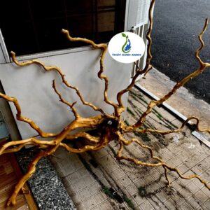 lũa đỏ quyên giá rẻ