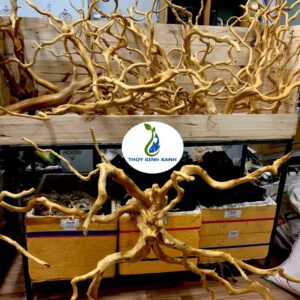 lũa thủy sinh đổ quyên