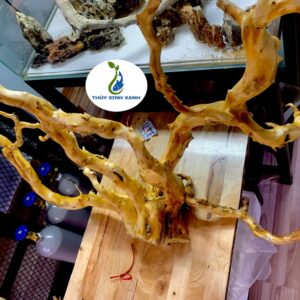 lũa đổ quyên thủy sinh