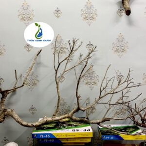 lũa san đá thủy sinh xanh