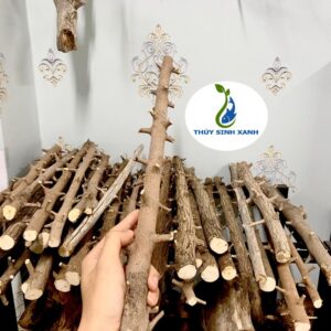 lũa thạch sùng giá rẻ