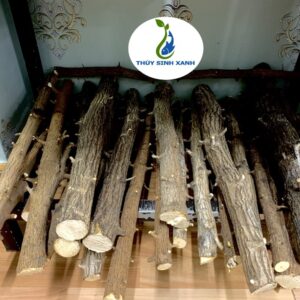 lũa làm rừng thủy sinh