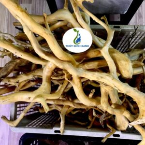 kho lũa đổ quyên