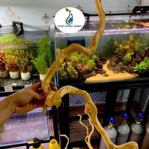 rễ cây đỗ quyên thủy sinh