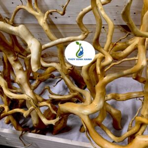 rễ lũa đổ quyên