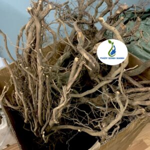 rễ rừng giá rẻ