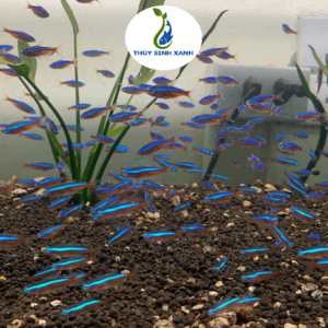 cá neon bơi theo đàn