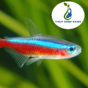 Cá neon vua giá rẻ